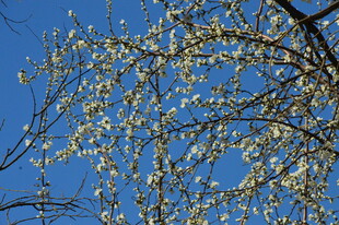 山桃花 