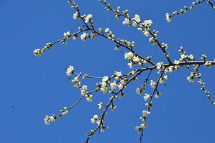 山桃花  