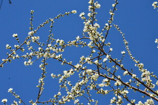 山桃花 