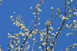 山桃花  