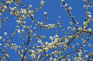 山桃花  