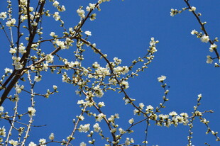 山桃花 
