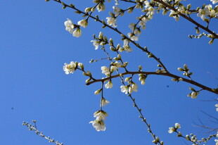 山桃花  