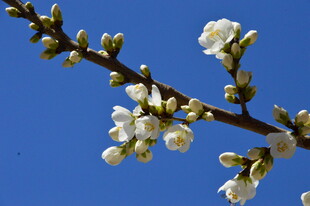 山桃花  