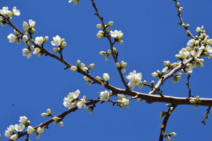 山桃花  