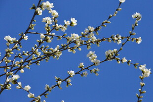 山桃花  