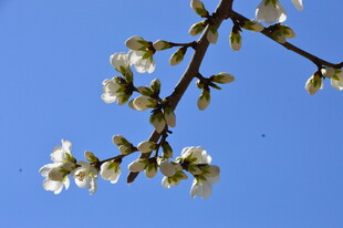 山桃花  