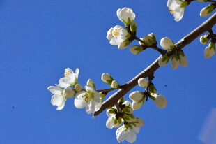 山桃花  