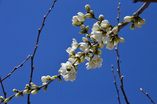 山桃花  