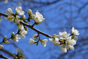山桃花  