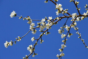 山桃花  