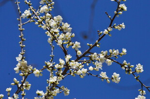 山桃花  