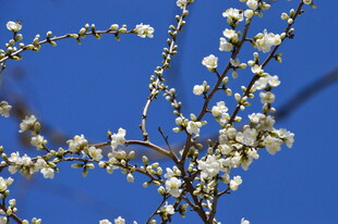 山桃花  