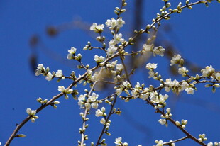 山桃花 