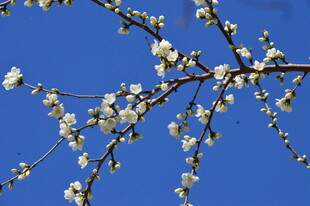 山桃花 