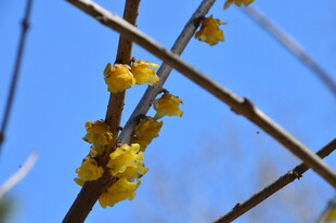 蜡梅花  