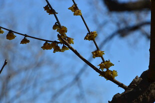 蜡梅花  