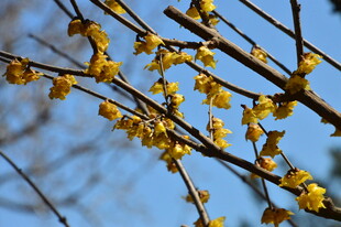 蜡梅花  