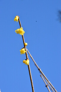 蜡梅花 