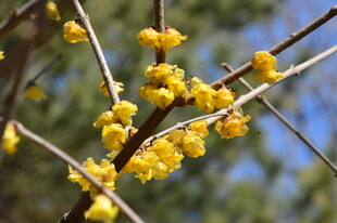 蜡梅花 