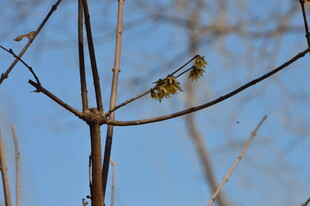 蜡梅花 