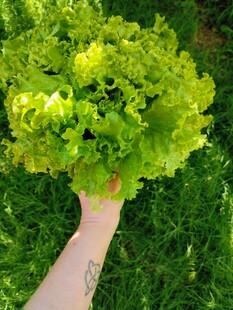 手捧鲜嫩生菜