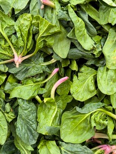鲜嫩菠菜叶 