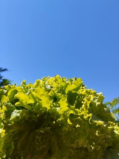 生菜 