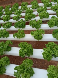 水培生菜的整齐种植景观