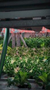 生菜  