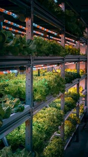 室内垂直农场绿植景观