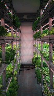 室内垂直农场绿植景观