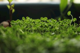 豆芽