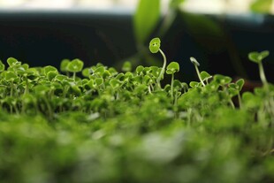豆芽