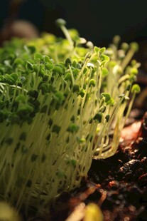 嫩绿豆芽破土生长