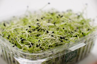 透明盒中的嫩绿豆芽