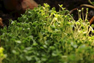 嫩绿植物特写
