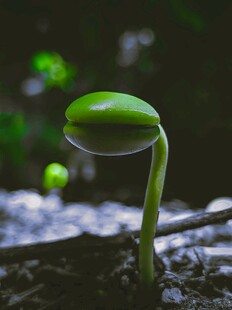 嫩绿新芽破土而出