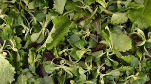 绿叶植物特写