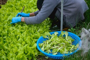菜农采摘嫩绿蔬菜