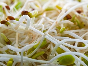 鲜嫩豆芽特写