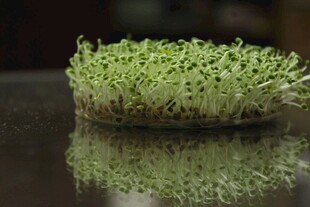 嫩绿芽苗生机盎然