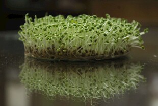 嫩绿芽苗菜及其水中倒影