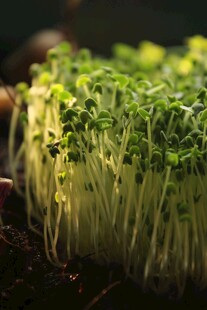 嫩绿豆芽茁壮成长