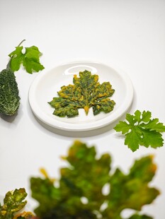 盘中欧芹与周边绿植
