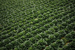 绿色植物整齐排列的农田