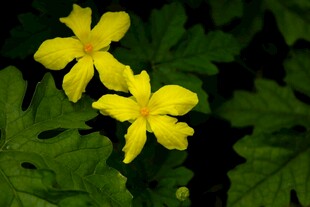 苦瓜花