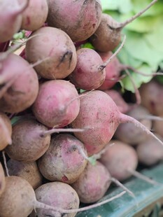 新鲜甜菜堆叠