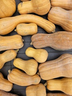 一堆新鲜的南瓜整齐摆放