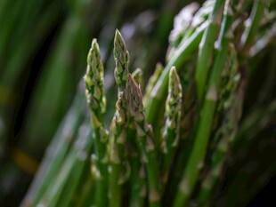 鲜嫩绿芦笋特写